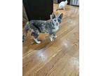 Adopt Silver Chardonnay JC a Domestic Short Hair