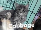 Adopt Cabbage Bloom a Domestic Medium Hair