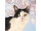 Adopt Wind Dancer a Domestic Medium Hair