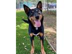 Adopt Phoebe a Cattle Dog, Australian Kelpie