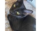 Adopt Puma a Domestic Short Hair