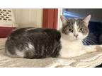 Adopt Toasty a Domestic Short Hair