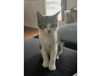 Adopt Elly a Domestic Short Hair