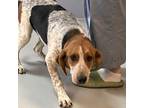 Adopt Lulu a Bluetick Coonhound