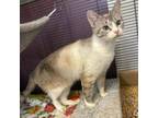 Adopt Aspen a Domestic Short Hair