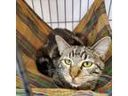 Adopt Cera a Domestic Short Hair