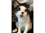 Adopt Iris a Domestic Short Hair