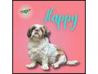 Adopt Happy a Shih Tzu