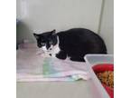 Adopt Marilyn a Domestic Short Hair