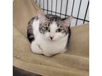 Adopt Spring a Domestic Short Hair