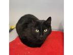 Adopt Taboo a Domestic Short Hair