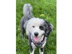 Adopt Pepper Millie a Poodle