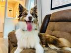 Adopt Elise a Australian Shepherd