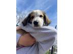 Adopt June a Great Pyrenees