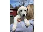 Adopt Snow a Great Pyrenees