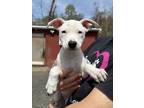 Adopt Little Flower a Pit Bull Terrier