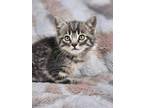 Adopt Muriel a Domestic Short Hair, Tabby