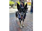 Adopt Ruby a Australian Kelpie, Alaskan Malamute