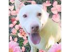Adopt Misty a Mixed Breed