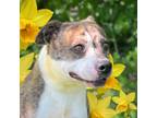 Adopt Frizzel a Mixed Breed