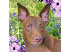 Adopt Hershey a Mixed Breed