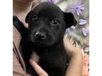 Adopt Sapphire a Mixed Breed