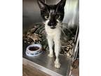 Adopt Ace a Domestic Medium Hair