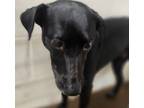 Adopt Tamara a Labrador Retriever