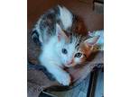 French Vanilla Domestic Shorthair Kitten Female