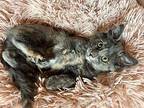 Ramsay (with Copper) Domestic Mediumhair Kitten Female