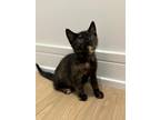 Dior Domestic Shorthair Young Female