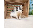 Pearl Domestic Shorthair Kitten Female