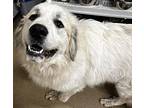 Cooper Great Pyrenees Young Male