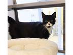 Kitty Purry 41231 Domestic Shorthair Adult Female