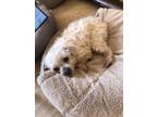 Adopt Pippy a Miniature Poodle, Mixed Breed