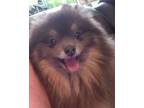 Adopt Miss Kitty a Pomeranian