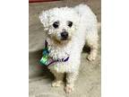 Adopt Daisy a Bichon Frise