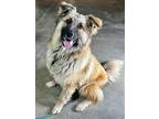 Adopt Annie a German Shepherd Dog, Mixed Breed