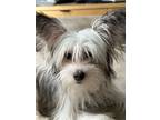 Adopt Fluffy a Chinese Crested Dog