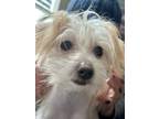 Adopt Fifi a Chinese Crested Dog