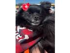 Adopt CeCe a Pomeranian