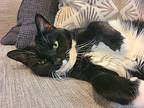 Prudence Domestic Shorthair Adult Female