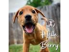 Halle Berry Mixed Breed (Medium) Puppy Female