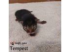 Twister Tails Litter: Tempest Domestic Shorthair Kitten Female