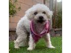 Adopt Madison a Bichon Frise