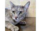 Adopt Ivy a Domestic Short Hair