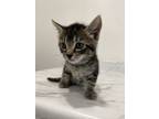 Adopt Schweppes a Domestic Short Hair, Tabby