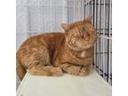 Adopt Chip a Domestic Short Hair