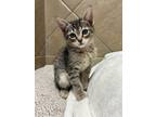 Adopt Valentina a Domestic Short Hair