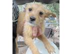Adopt Astra a Terrier